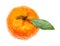 top view of fresh Abkhazian mandarine with leaf