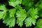 Top view of fresh celery`s leave at celery farm