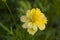 Top view fresh cosmos yellow pollen blooming  show pretty love in botanic garden