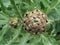 Top view of a fresh ecological artichoke growing in an orchard