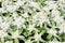 Top view of fresh Edelweiss flowers