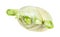 top view of fresh Florence fennel stalk cutout