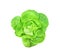 Top view fresh green butterhead lettuce organic salad vegetable with water drops isolated on white background with clipping path