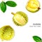 Top view of fresh green durian