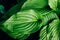 Top view of fresh green hosta leaves foliage growing outdoor.