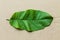 Top view of a fresh green leaf on a natural brown paper
