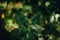 Top view of fresh green nettle in the forest on blurred background