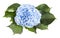 top view of fresh hydrangea flower isolated