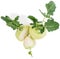 Top view of fresh kohlrabi with leaves