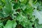 Top view Fresh rhubarb growing in garden as background