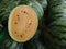 Top view of fresh yellow watermelons