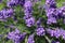 Top view of full bloom lavender flowers