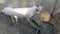 Top view of funny adult teenage pigs near the feeders on a pig farm