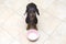 Top view of a funny dog breed Dachshund, black and tan, looks at his owner with patience waiting for his meal, sitting on the floo