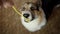 Top view funny hungry dog Welsh Corgi Pembroke eating spaghetti Out Of Owner`s Hand.