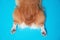 Top view of funny welsh corgi  Pembroke spreading its paws back. Dog lying on blue background an relaxing. Daytime and lifestyle