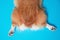 Top view of funny welsh corgi  Pembrokethrowing his right paw to the side. Dog lying on blue background an relaxing. Daytime and