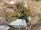 Top view of a garden Alpine slide with flat yellow Sandstone stones stuck in the ground, blooming crocuses and green fluffy thuja