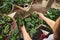 Top view of a gardener caring for a blooming cucumber grown from soil in a cardboard box inside a country greenhouse