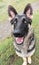 Top View of German Shepherd Dog face with open mouth displaying tongue and teeth.  Funny perspective from above