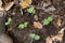 Top view of germinated snake bean plants growing on the ground
