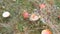 Top view of giant mushroom in the grass on autumn rainy day, covered with the first snow. Harvest of mushrooms in the