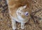 Top view of ginger cat lying on natural background, pet resting outdoors, domestic animal life