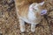 Top view of ginger cat lying on natural background, pet resting outdoors, domestic animal life