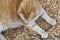 Top view of ginger cat lying on natural background, pet resting outdoors, domestic animal life