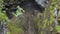 Top view of gorge between rocks in forest. Stock footage. Two cliffs covered with moss hang over small gorge with fog on