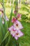 Top view of a gorgeous magenta gladiolus flower isolated against a background of green leaves.