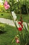 Top view of a gorgeous magenta white and red gladiolus flower isolated against a background of green leaves.