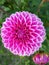 Top view of a gorgeous pink dahlia