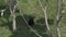 Top view of a gorilla eating leaves in Cabarceno Natural Park