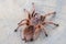 Top view of Grammostola rosea red on wood slice.