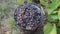 Top view of the grapes picked by hand in the vineyard. The first stage of creating a red homemade Italian wine. Bunches