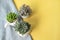 Top view of Graptopetalum Rusbyi and crassula succulent plant, in pot on fabric and yellow background