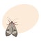 Top view of gray moth, isolated sketch style illustration