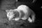 Top view grayscale of a white domestic cat sitting on the floor with a fluffy tail