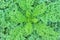 Top view green brassica oleraceae or curl leaf kale blooming on background, ornamental plants