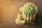 Top view of a green cactus in a pot on a wooden table Modern and simple interior lifestyle botanical with copy space