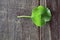 top view, green centella asiatica on a wooden plank