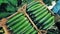 Top view of green cucumbers getting put into carton boxes