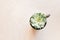 Top view of green echeveria succulent growing in old cup