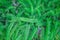 Top view green fern leaves patterns big group on background , pot ornamental plant