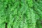 Top view green fern leaves sword fern patterns natural big group on background , pot ornamental plant
