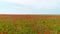 Top view of green field with red poppy on background of sky. Shot. Light wind sways poppy buds in field reaching horizon