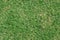 Top view of green grass texture