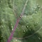 Top view of a green kohlrabi leaf with purple veins and drops of water