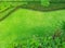 Top view of green lawns, green lawns and shrubs, Lawn nature green